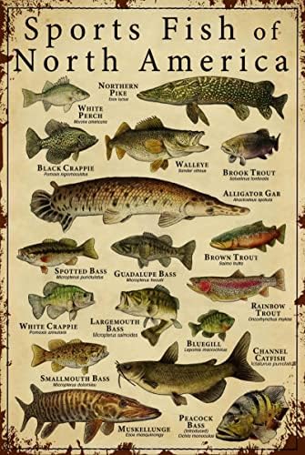 Znanje O Ribi Metalni Limeni Znak Sportska Riba Sjeverne Amerike Smiješni Poster Školsko Obrazovanje