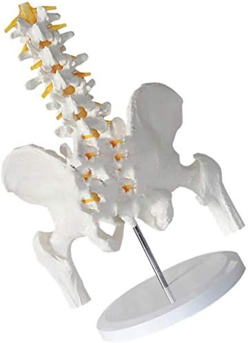 Kalvic Model Ženska kost zdjelične kosti i ljudski petolica LUMBAR VERTEBRAE Model odvojiva za medicinsku obrazovnu