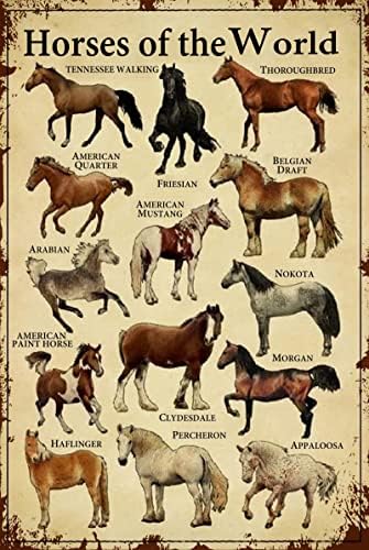 Znanje O Konju Metalni Limeni Znak Konj Svijeta Smiješni Retro Poster Školsko Obrazovanje Klub Lovački