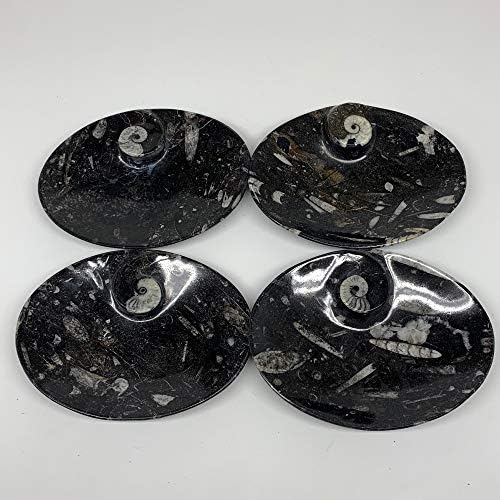 Watangems 4pcs set, 6 x4.7 x4mm, ručno izrađeni prirodni mali otalni black fosili ortoceras amonitne ovalne