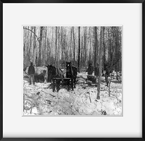 INFINITE PHOTOGRAPHS 1900 Foto: logovanje u borovoj šumi / Mičigenski trupci za vuču konja i volova