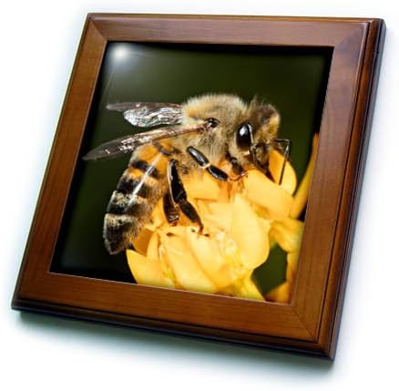 3DROSE SAD, Kalifornija. Medonosna pčela na cvijetu. 6 x 6 inča dekorativne pločice, 8x8 uramljene,