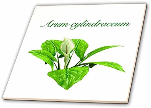 3drose Boehm Graphics Flower-biljka Aruma i cvijet sa latinskim naslovom-Tiles