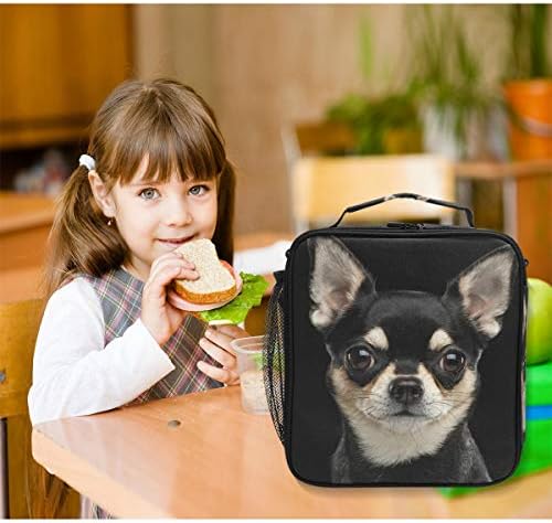 Chihuahua kutija za ručak za pse za višekratnu upotrebu izolovana Školska hladnjača za žene i djecu