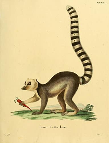 Prsten Tailed Lemur Primate Monkey Vintage Wildlife učionica ured dekor Zoologija Antique Illustration Fine
