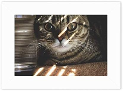 Diathinker Animal Cat Ray fotografija Snimite fotografiju Mount Frame Slika umjetno slikarska radna površina
