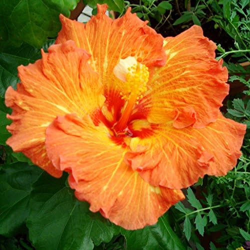 Narandžasti cvijet hibiskusa - platneni stil umotan 12 x12 Photo Art Print