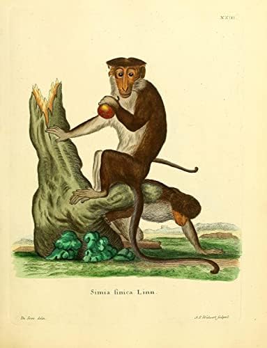 Toque Macaque primate Monkey Vintage Wildlife učionica ured dekor Zoologija Antique Illustration
