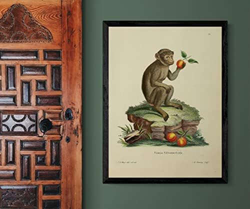 Barbary Macaque Primate Monkey Vintage Wildlife učionica ured dekor Zoologija Antique Illustration
