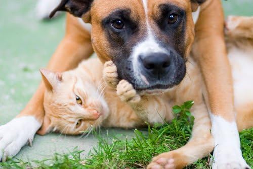 Infekcije urinarnog trakta kod mačaka-zdrav urinarni kompleks za kućne ljubimce-psi i mačke-napredna Formula