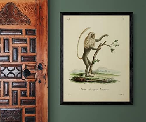 Crno-bijeli Colobus primate Monkey Vintage Wildlife učionica ured dekor Zoologija Antique Illustration