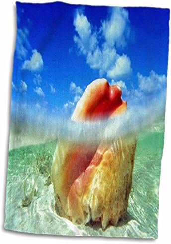 3drose podvodna životinja - Bahama Conch pod vodom - Ručnici