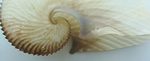 Gems pod morskim školjkom papir Nautilus Argonauta Argo