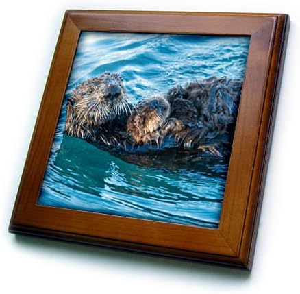 3DROSE SAD, Kalifornija, Morro Bay morska vidra matična i Pup uokvirena pločica, 6 x 6