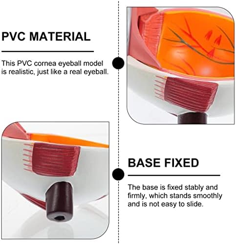 N Human PVC Eye Cataract Anatomija Medicinska nastavna model za liječnike Obrazovni alat
