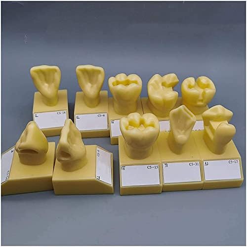 Lenfun 4 puta anatomski model zuba, usani model za usmene zube, standardni model zuba za odrasle za