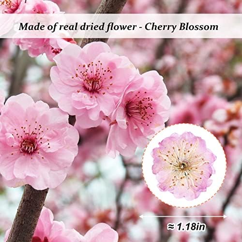 60pcs ružičasta sušena cvijeća trešanja, pravi prirodni sušeni prešani cvjetovi trešnje, suvi cvjetovi za rezin Diy Ornament Crste