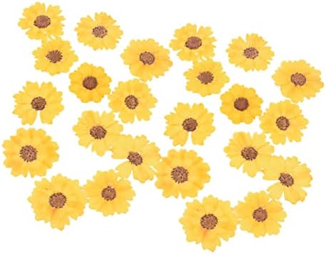Coheali 24pcs Prešani umjetnički zanat cvjetni suhi ukras cvijeća stvara pravi nakit pribor za suncokret